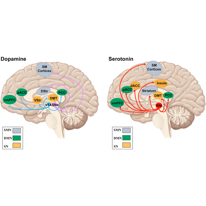 1. Supports a Healthier Mood & Emotional Balance