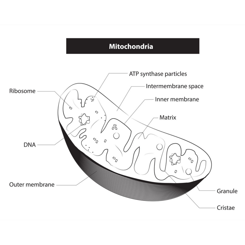 2. Boosts Natural Energy (Without Stimulants)